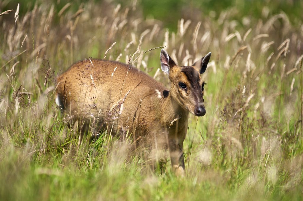 Muntjac - Steve Cushing